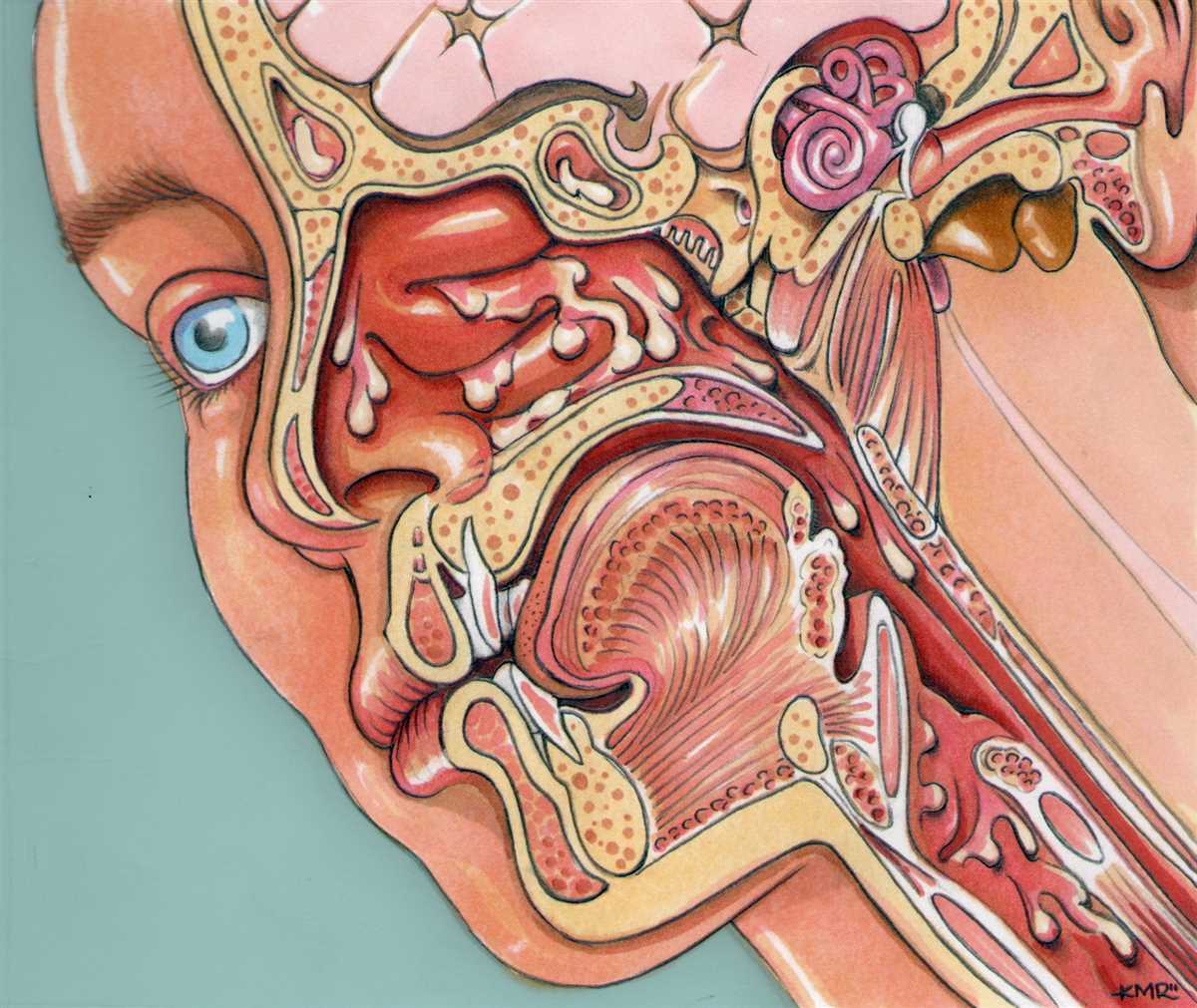 The Interconnection Of The Ear Nose And Throat